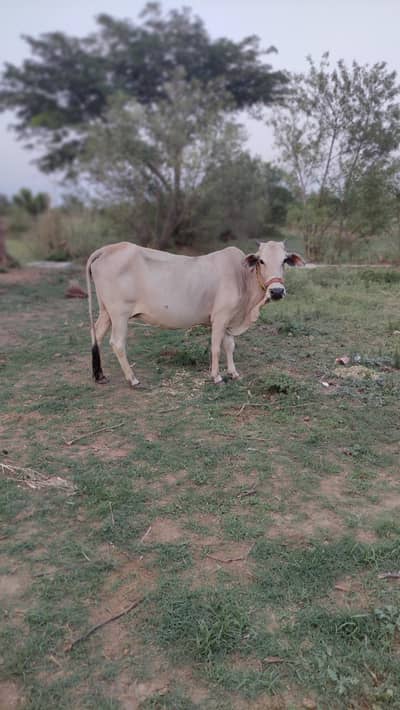 cow and baby cow for sale