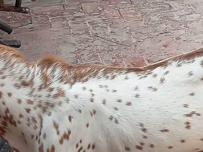 pure makhi chinee bakra