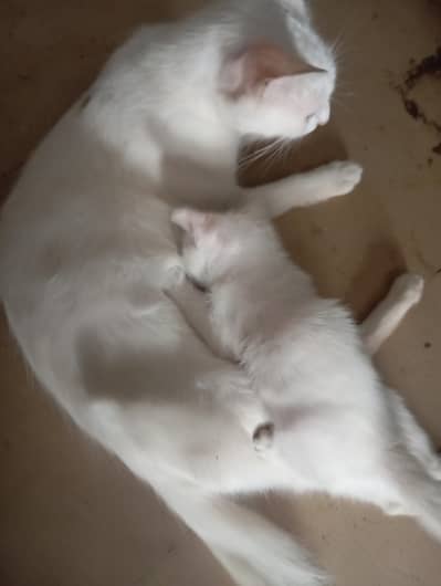 cat and cat baby