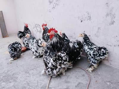Moteld bantam fresh eggs