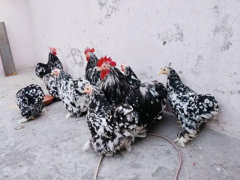 Moteld bantam fresh eggs