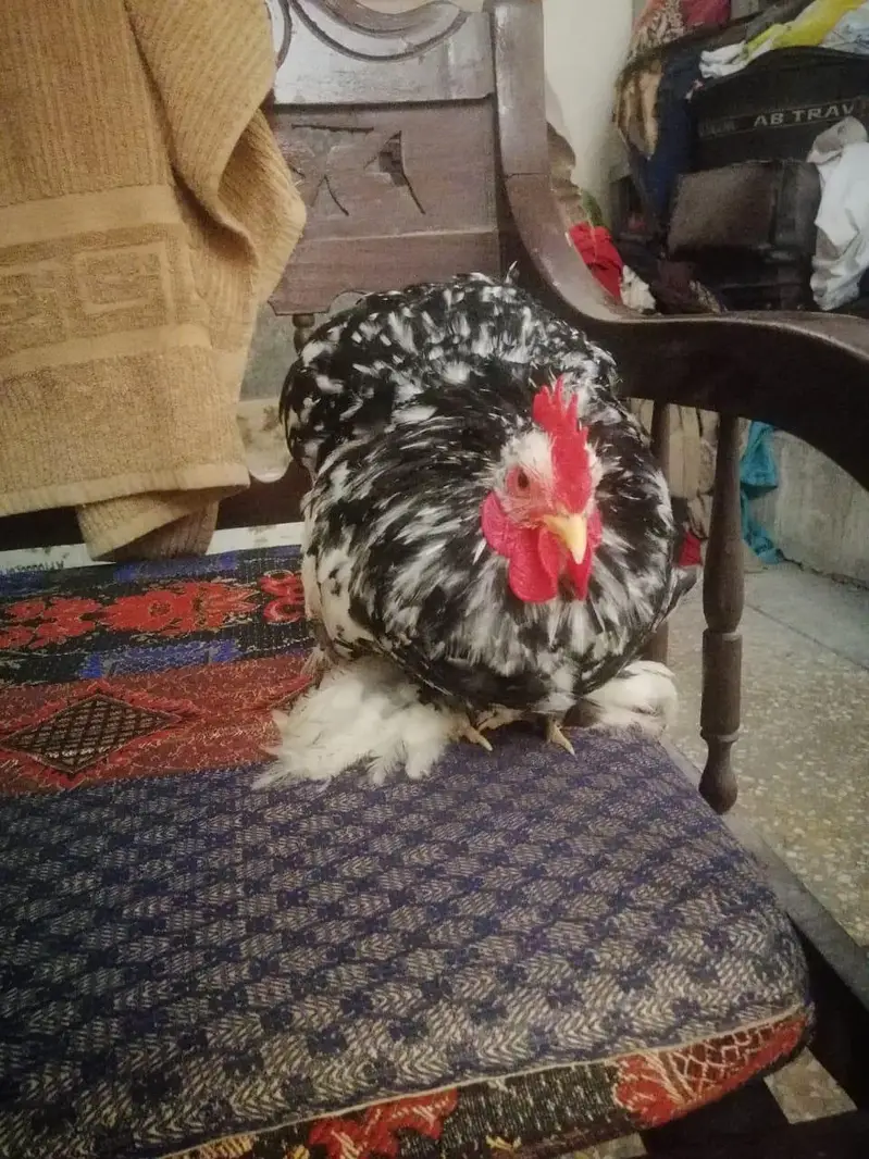 Moteld bantam fresh eggs — photo 2