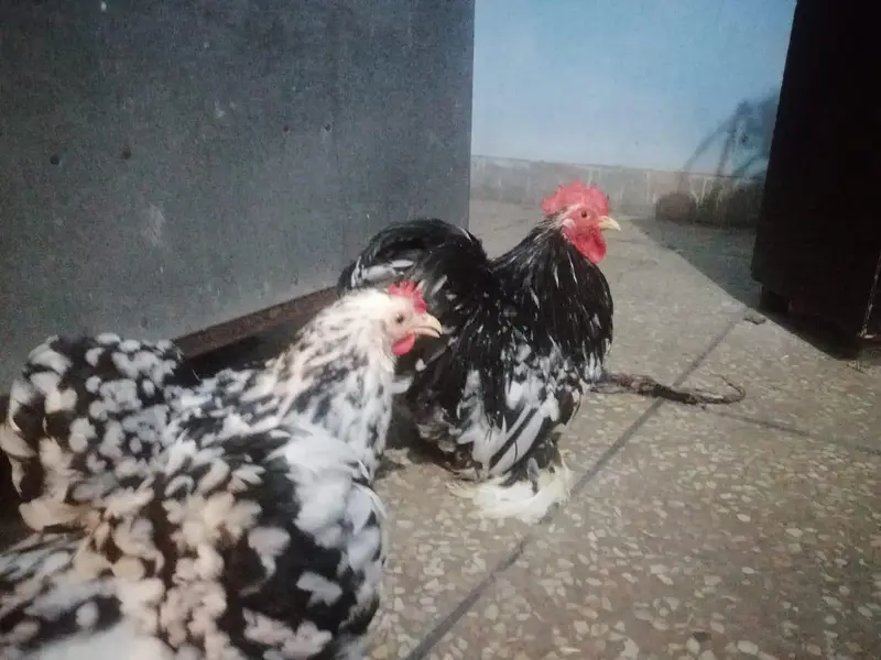 Moteld bantam fresh eggs — photo 3