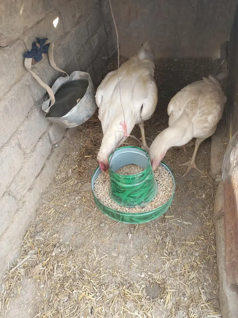 Aseel hera Pair for sale — photo 2