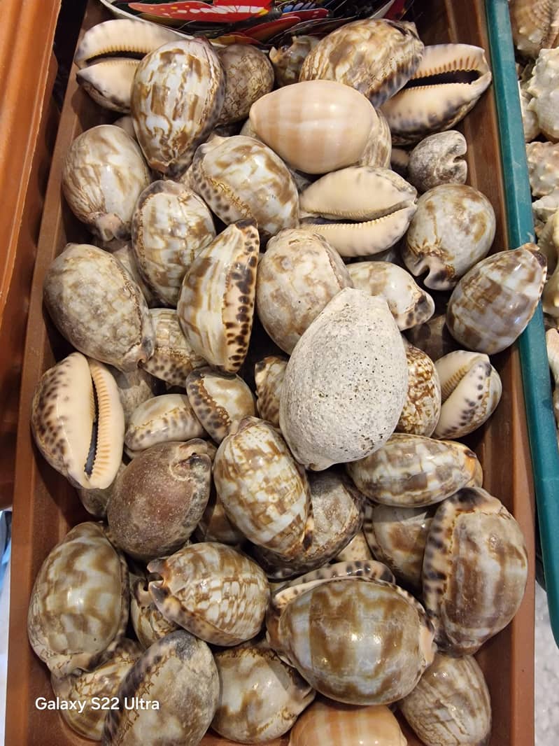 سمندری سیپیاں 0