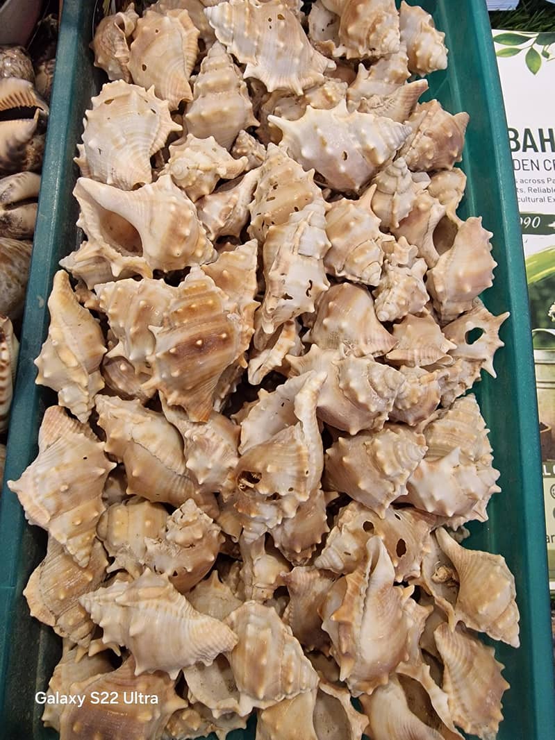 سمندری سیپیاں 3
