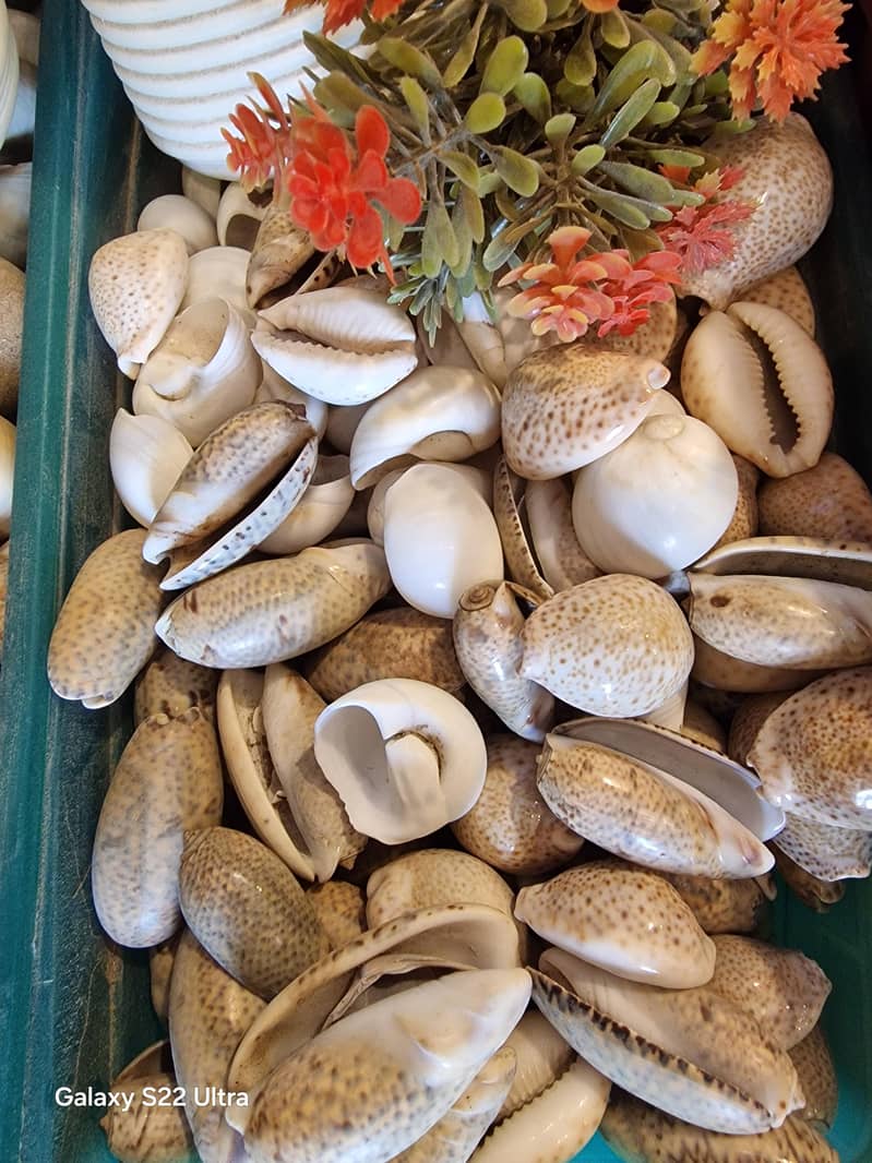 سمندری سیپیاں 4