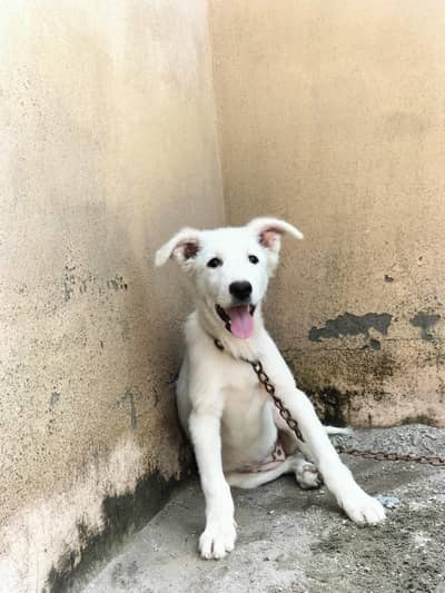 RUSSIAN FEMALE FOR SALE 03197466703 WATTSAP