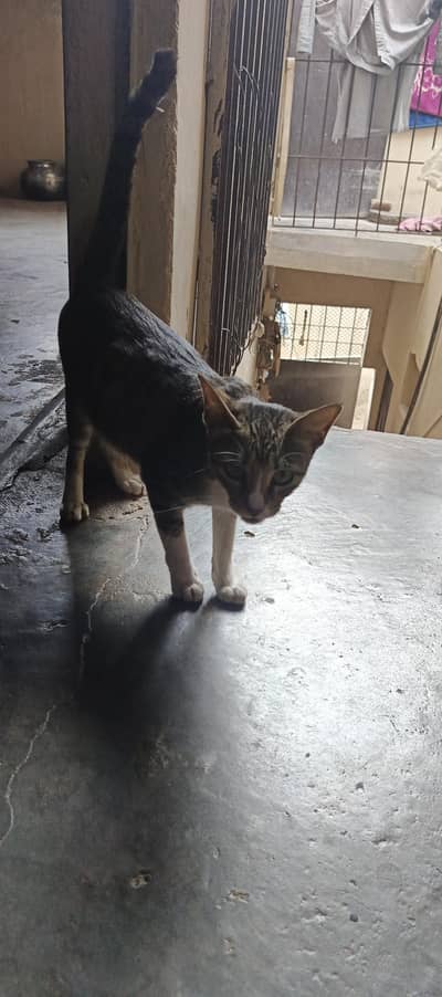 cat female