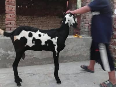 Bakri Boht Achi boht pyari 1.5 month ki cross