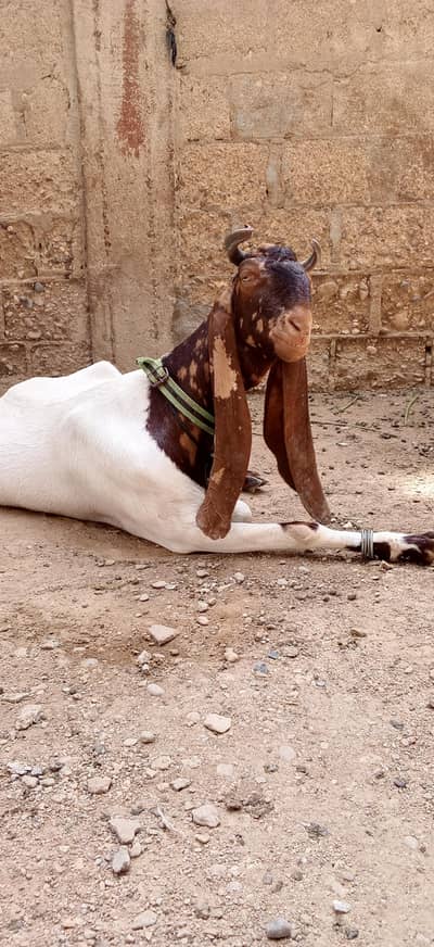 bakri available for sale 03232292089