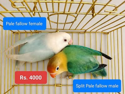 Breeder Pairs