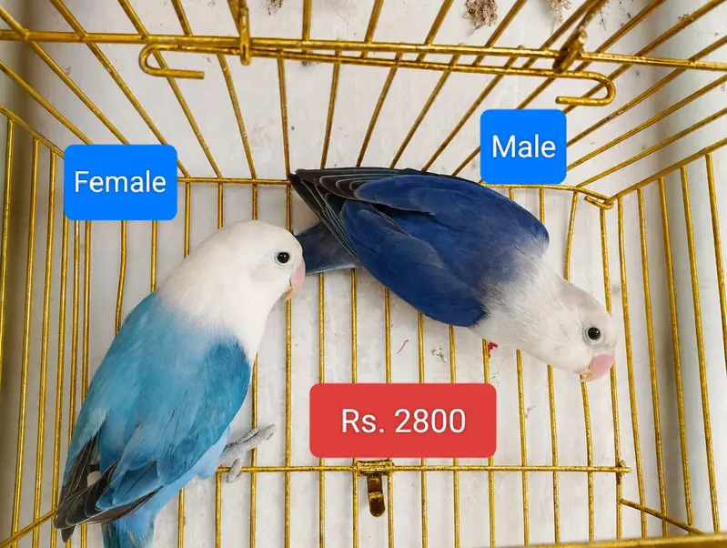 Breeder Pairs — photo 2