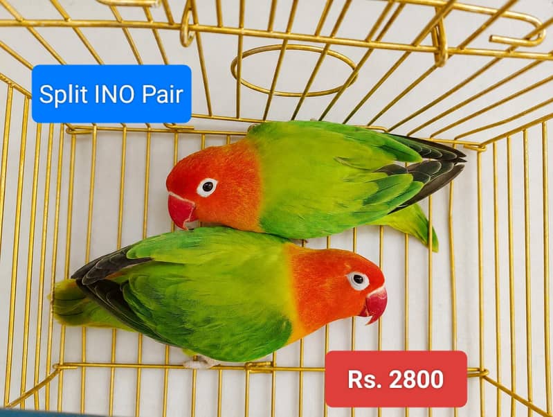Breeder Pairs 2