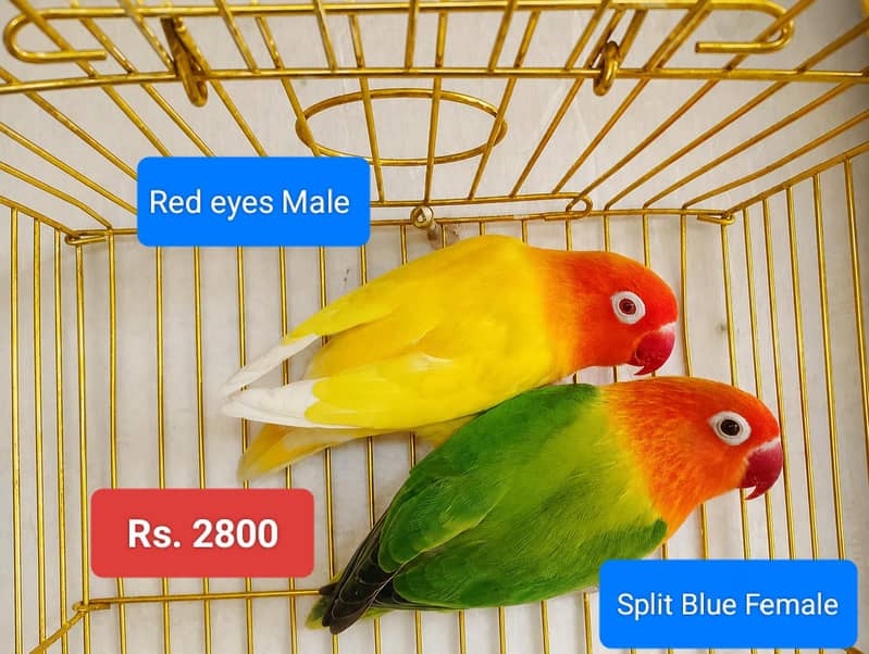 Breeder Pairs 3