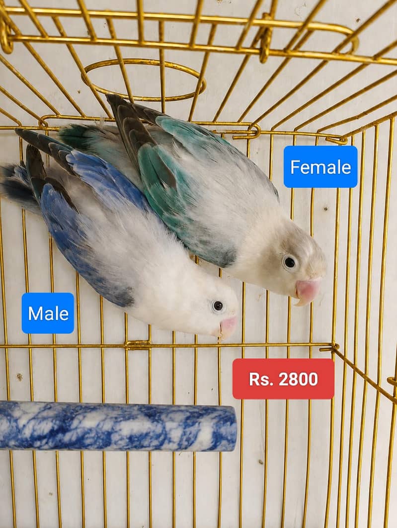 Breeder Pairs 4