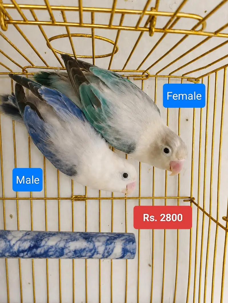 Breeder Pairs — photo 5