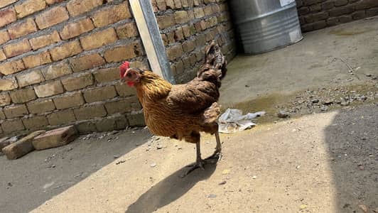Desi murgi hai eggs da rahai hai price 1500