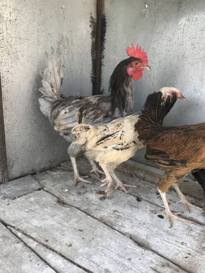 Hens 4+1