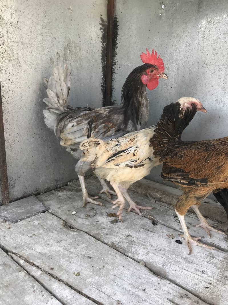 Hens 4+1 0