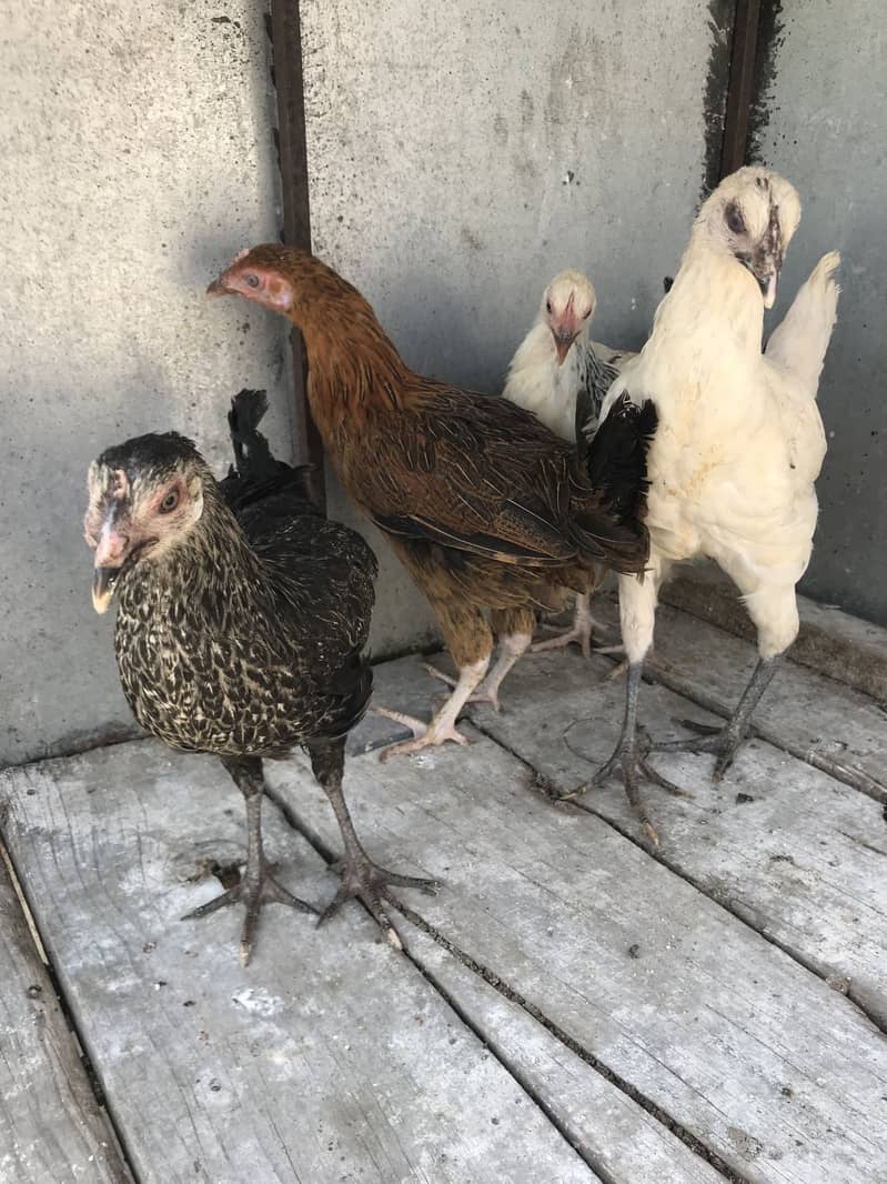 Hens 4+1 1