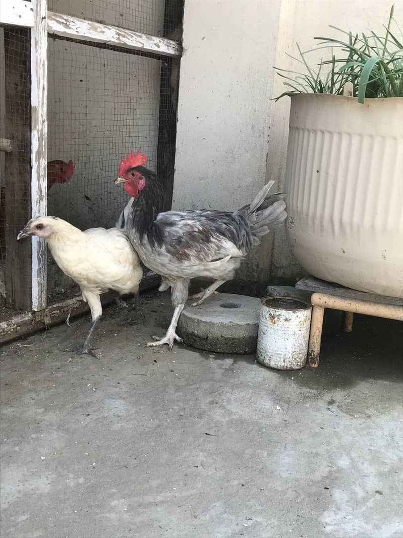 Hens 4+1 2