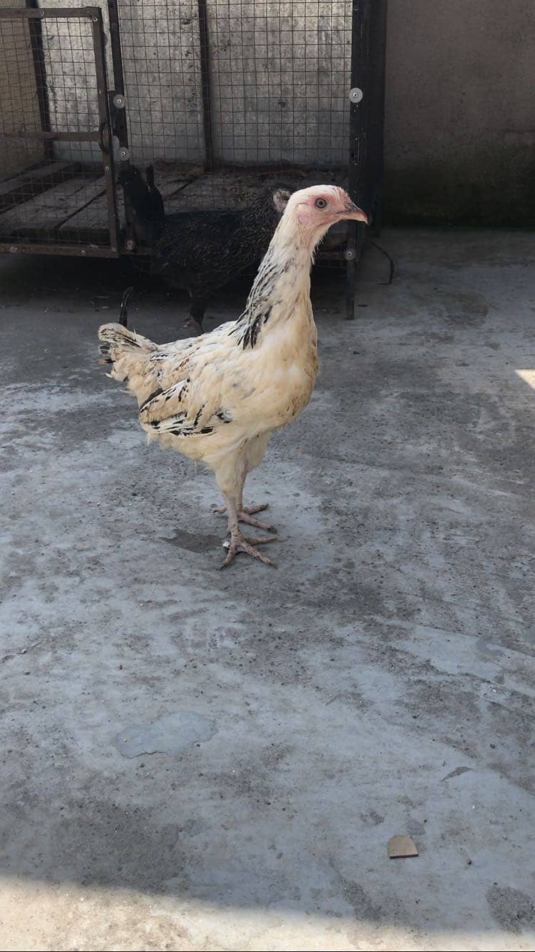 Hens 4+1 3
