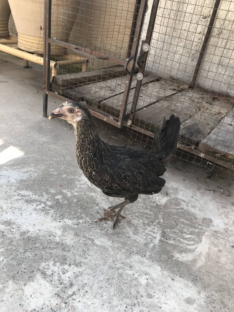 Hens 4+1 4