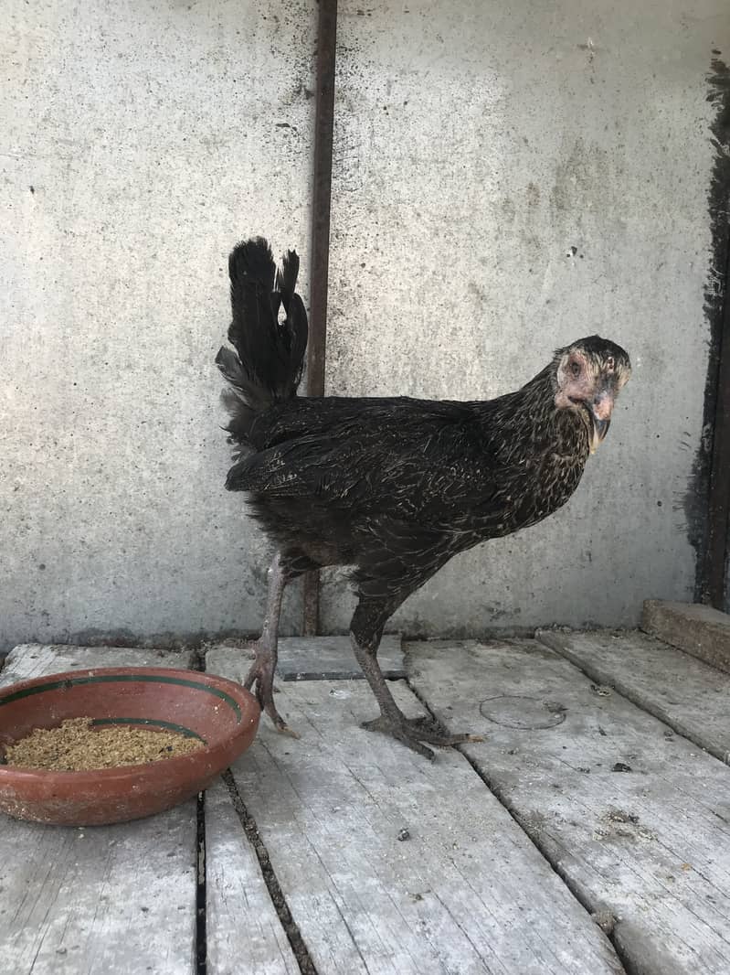 Hens 4+1 5