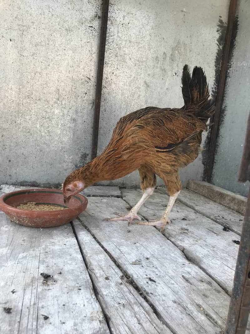 Hens 4+1 6