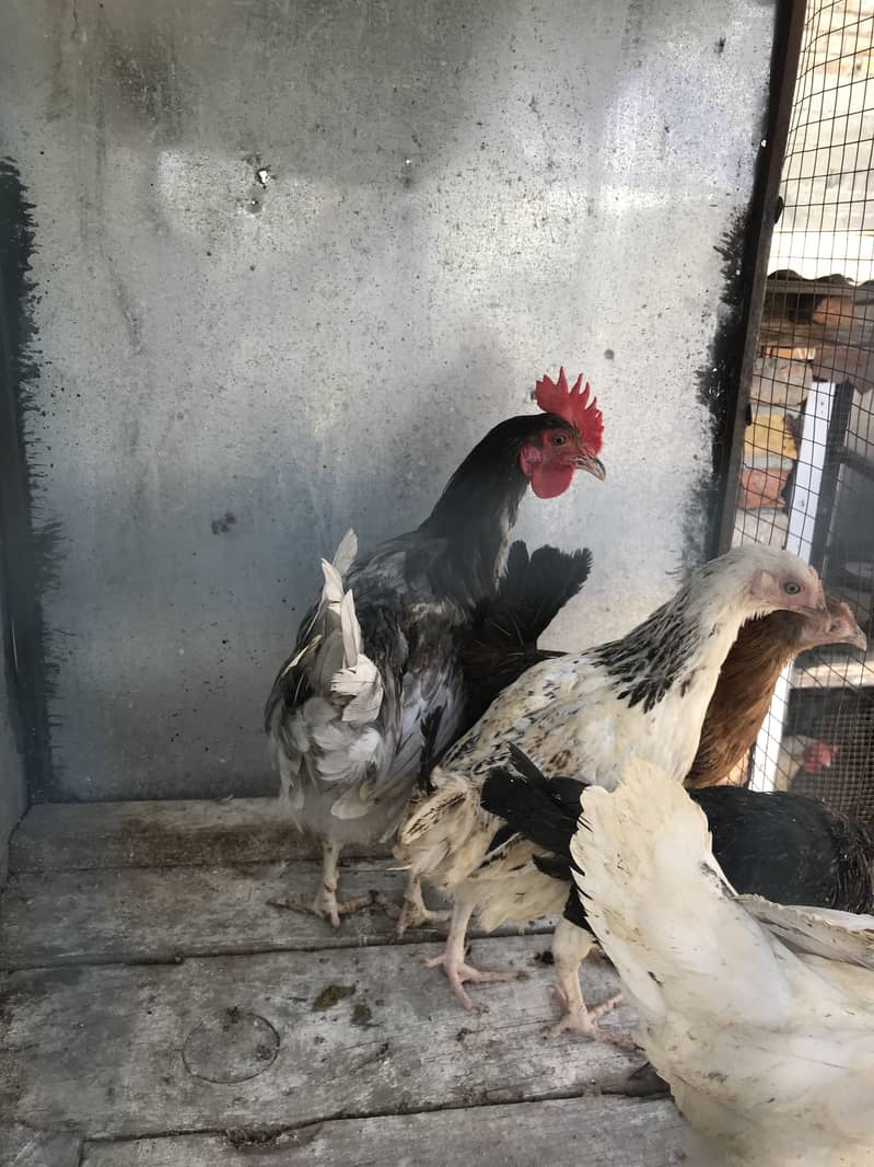 Hens 4+1 7