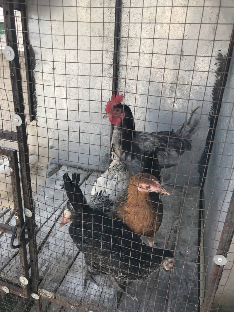 Hens 4+1 8