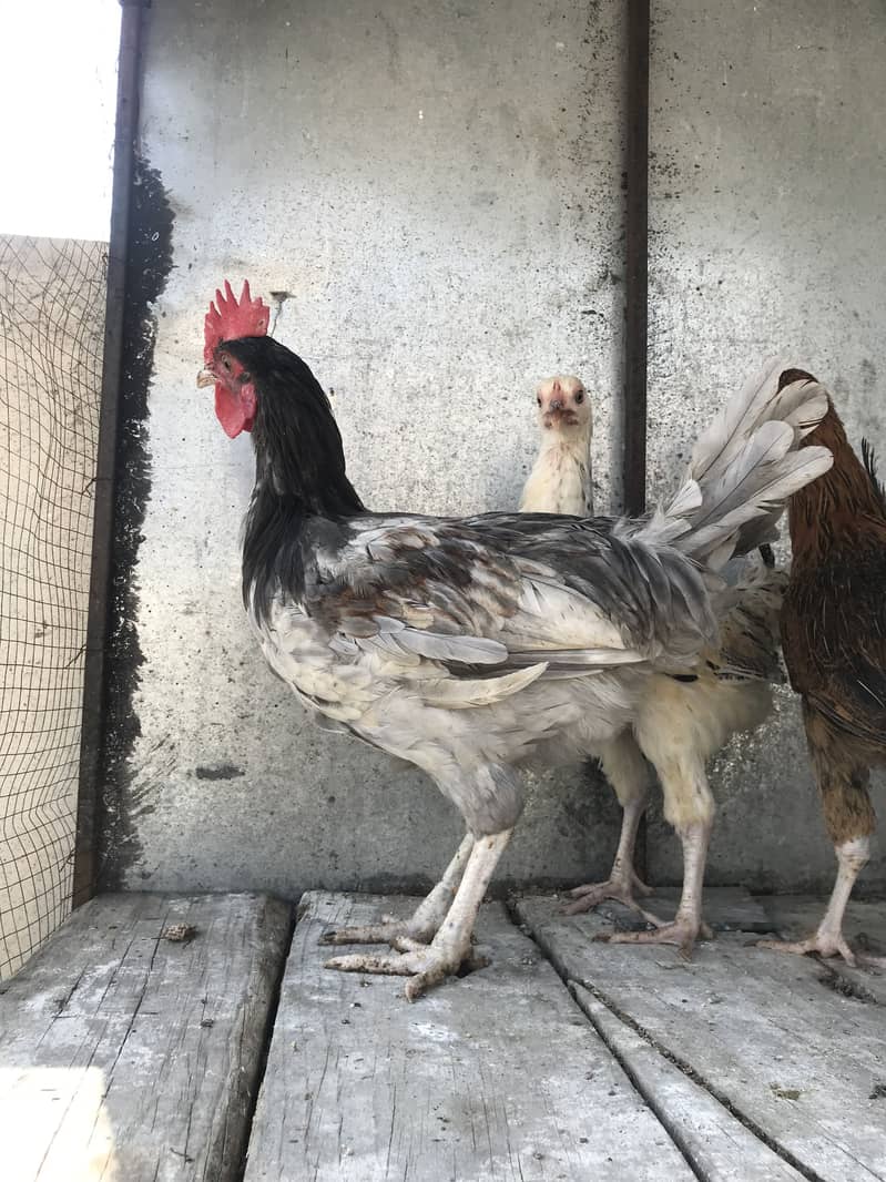 Hens 4+1 9