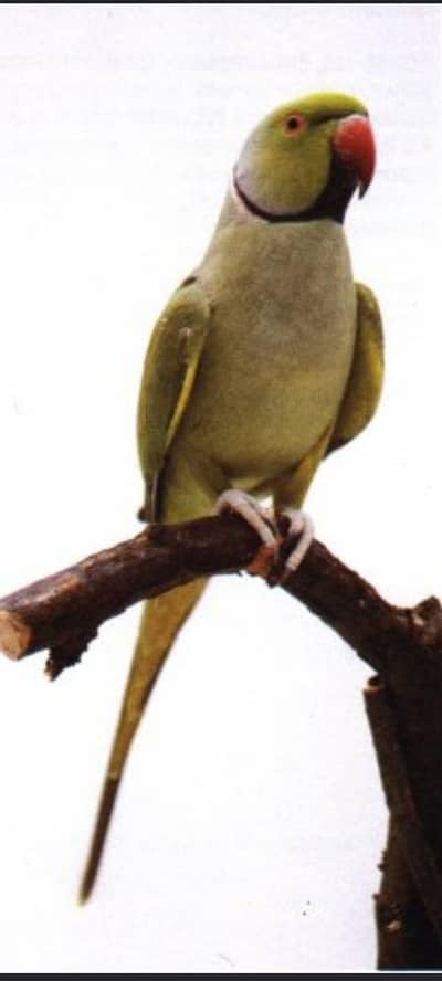 Is trha k parrot b hoty hain 03204590697