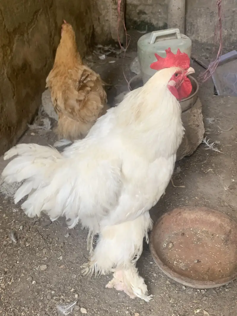 White heavy buff — photo 2