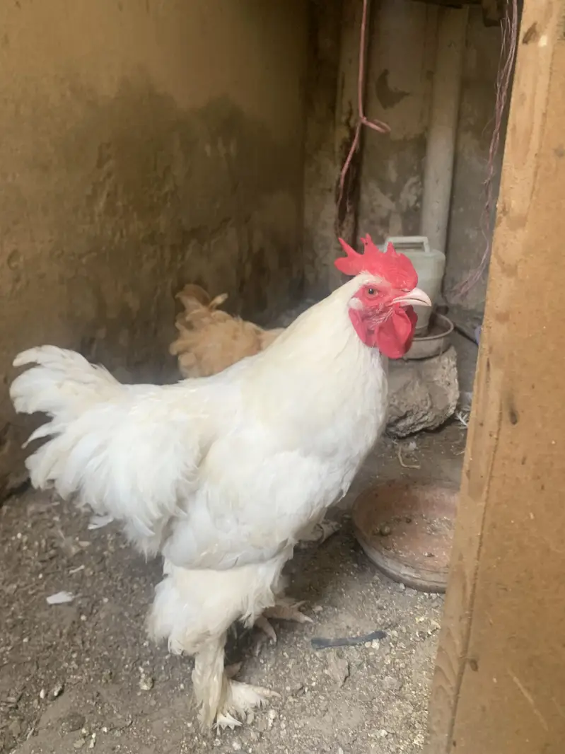 White heavy buff — photo 3