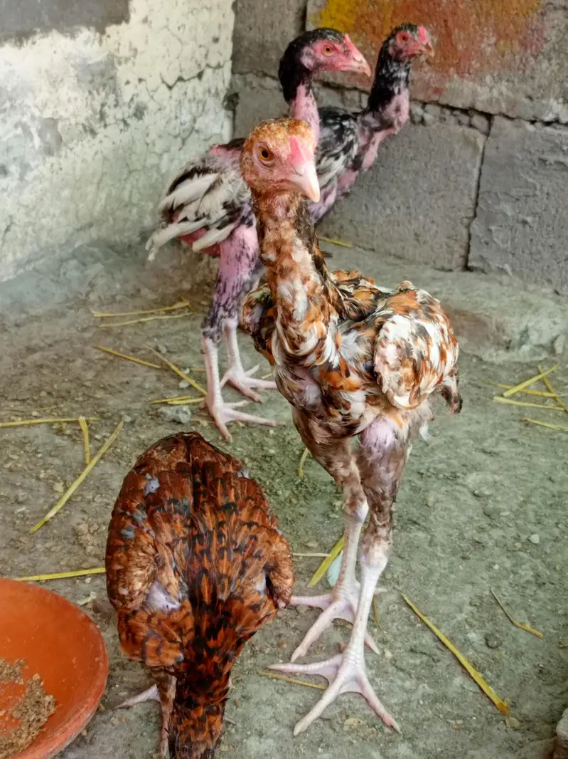 murga — photo 3
