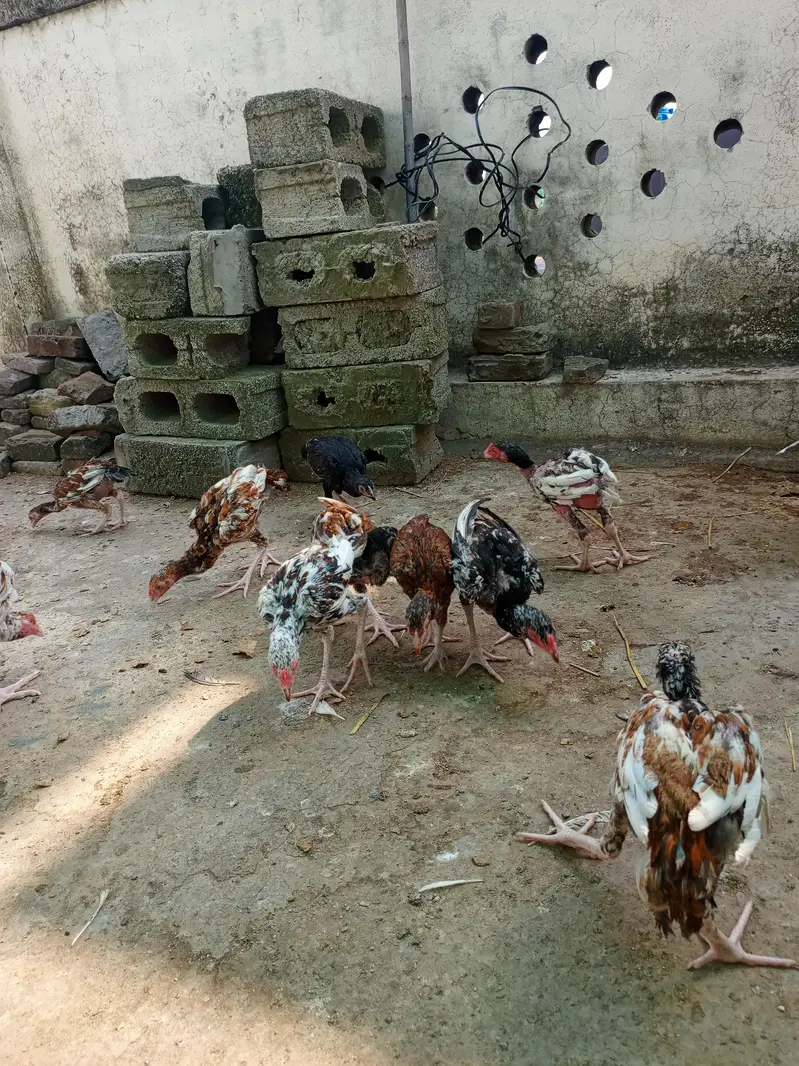 murga — photo 5