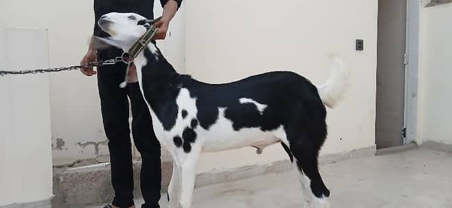 Gulabi cross Bakra & Beetal Cross Bakri