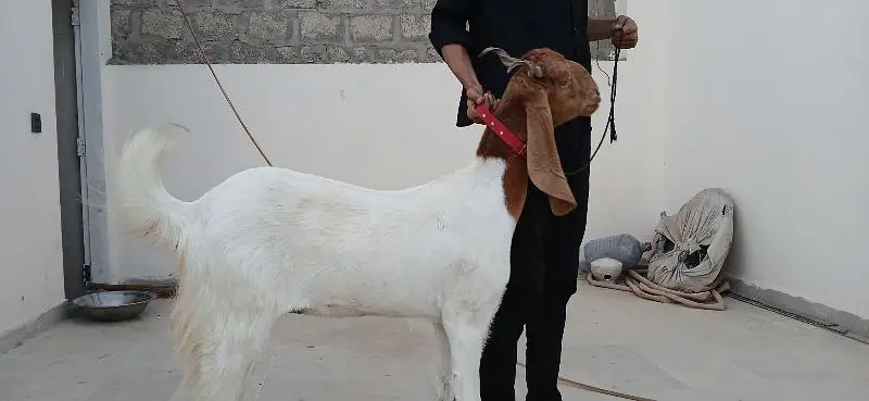 Gulabi cross Bakra & Beetal Cross Bakri — photo 2
