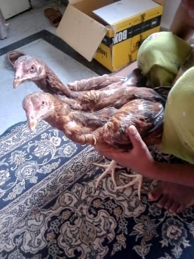 aseel hens