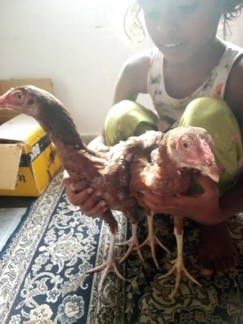 aseel hens — photo 2