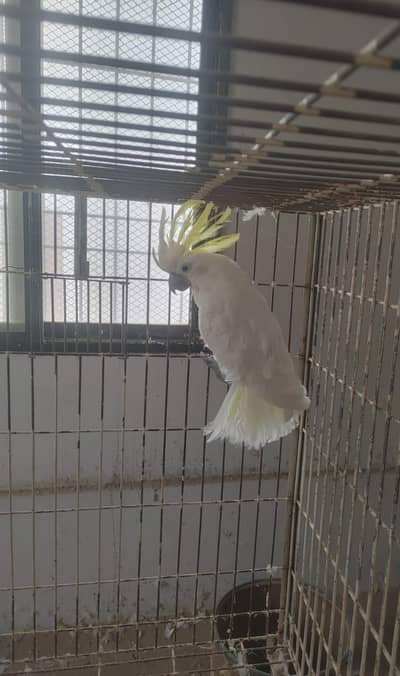 Triton cockatoo breeder female