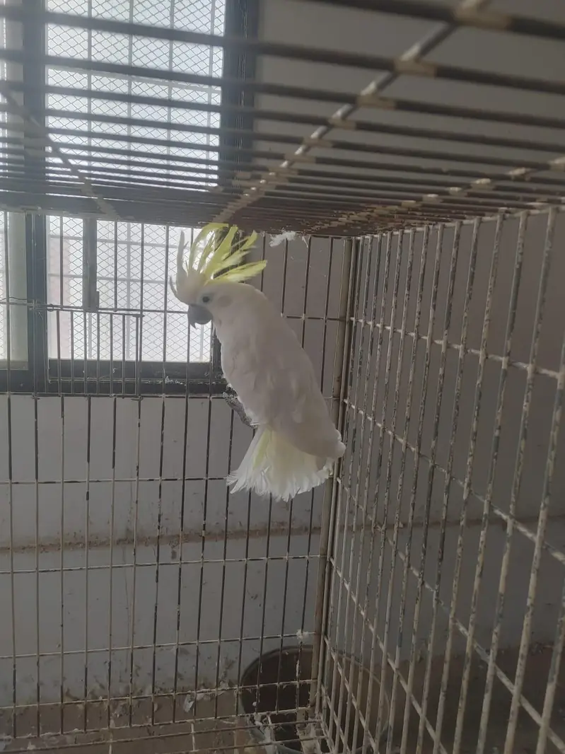 Triton cockatoo breeder female — photo 2