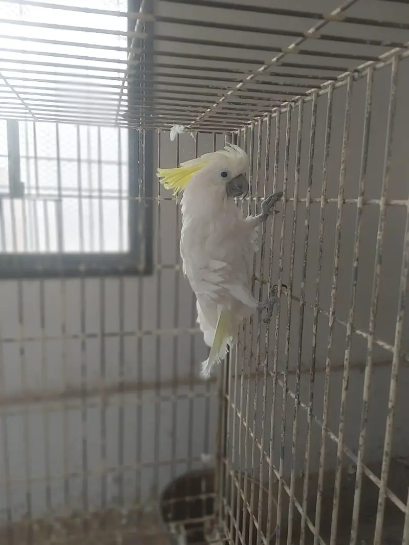 Triton cockatoo breeder female — photo 3