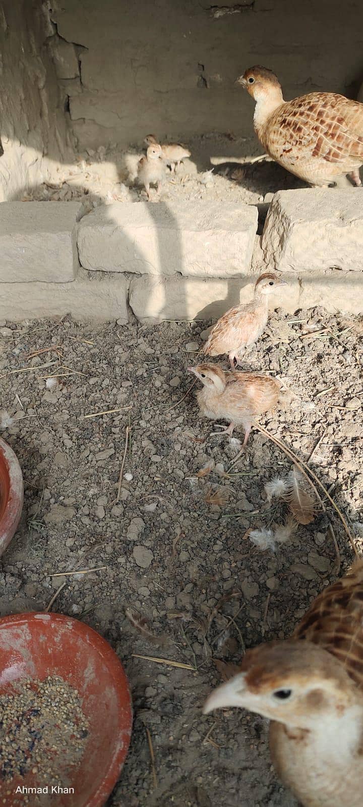 Teetar bache 1