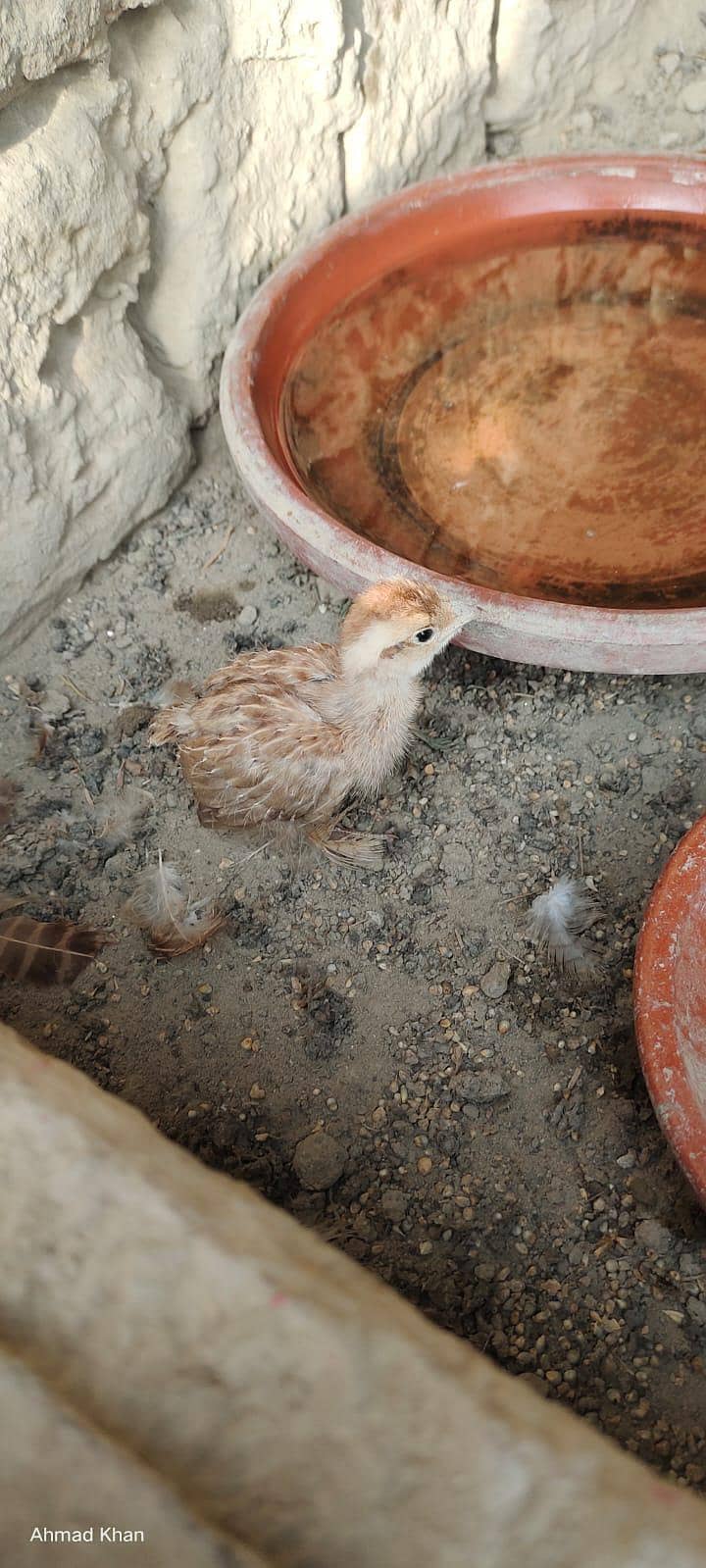 Teetar bache 2