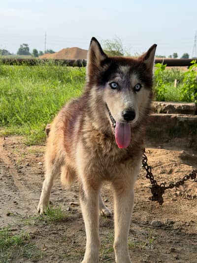 Huskey