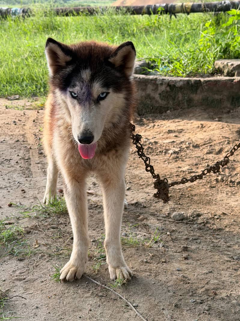Huskey 1