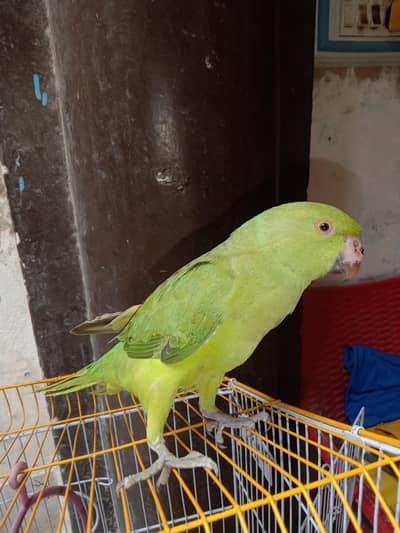 Green Ringneck male